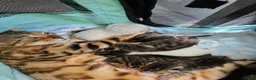 Bengal cats for sale: Bengal kittens  - Advert 13