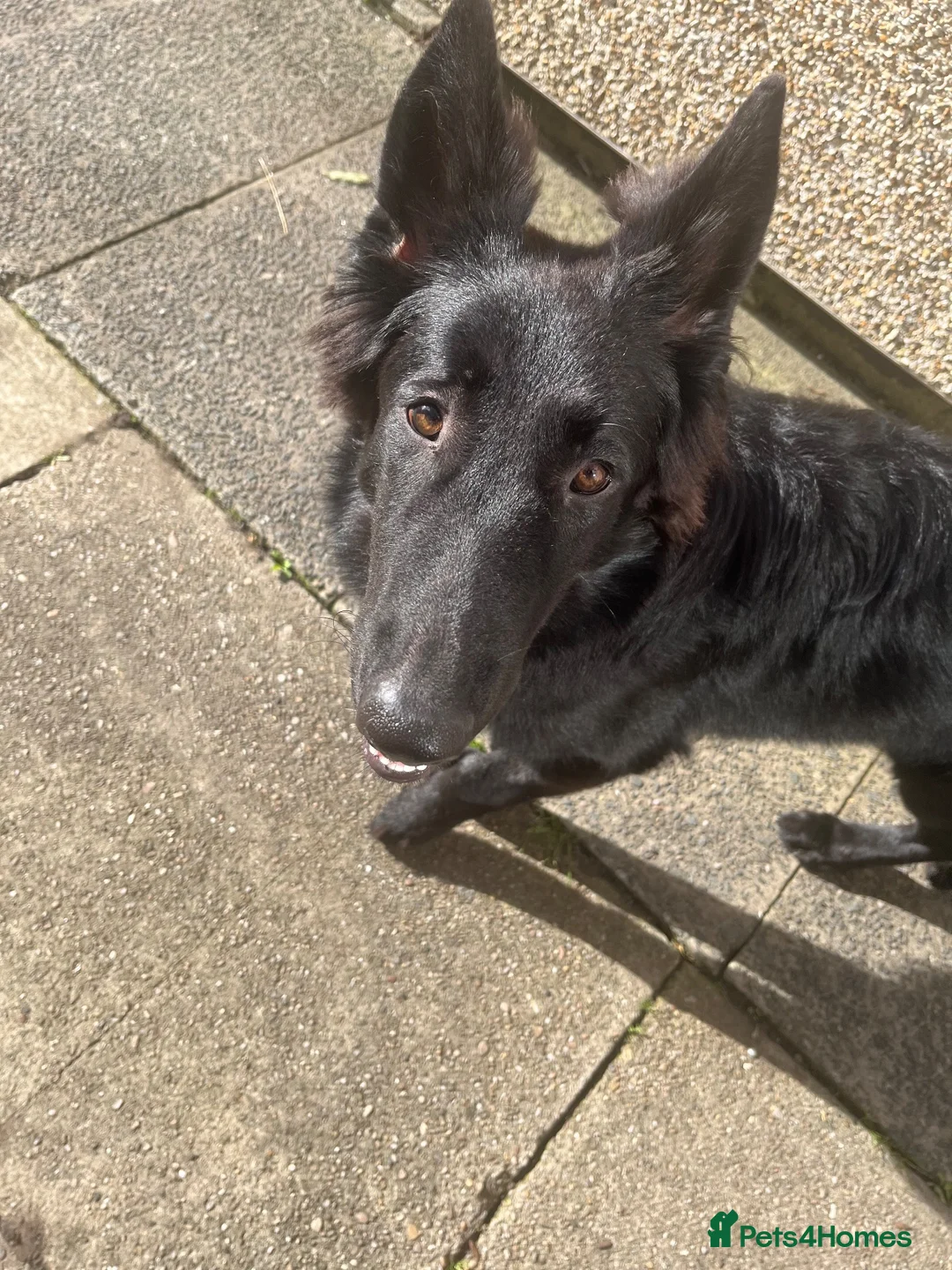 German Shepherd dogs for sale: German Shepherd puppy! in Stockport - Advert 3