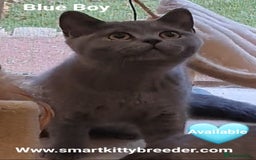 British Shorthair cats for sale: BSH Brother & sister READY NOW! GCCF reg.  in Lowestoft - Image 9