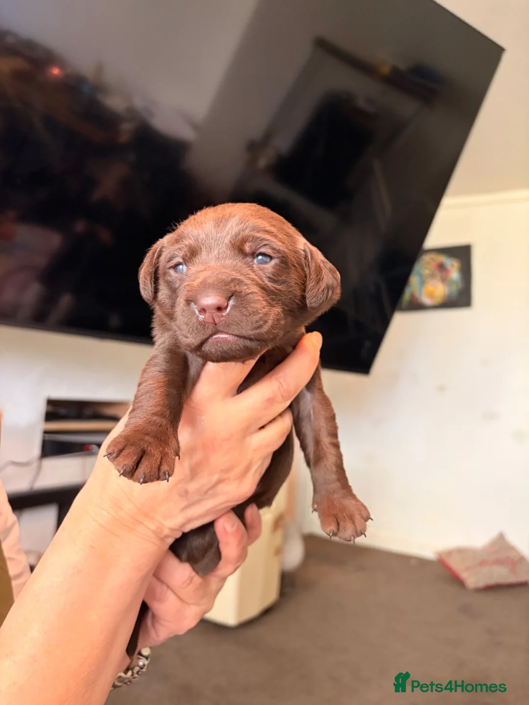 Labrador Retriever dogs for sale: Gorgeous Chocolate Labrador puppies  - Advert 1