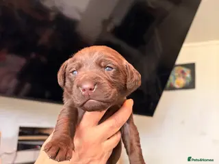 Labrador Retriever dogs Gorgeous Chocolate Labrador puppies - Advert 4