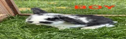 Mini Lop rabbits for sale: 4 adorable mini lops for sale  - Advert 7