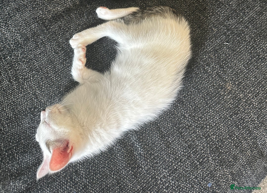 Mixed Breed cats for sale: 5 beautiful mixed breed kittens!! - Image 10