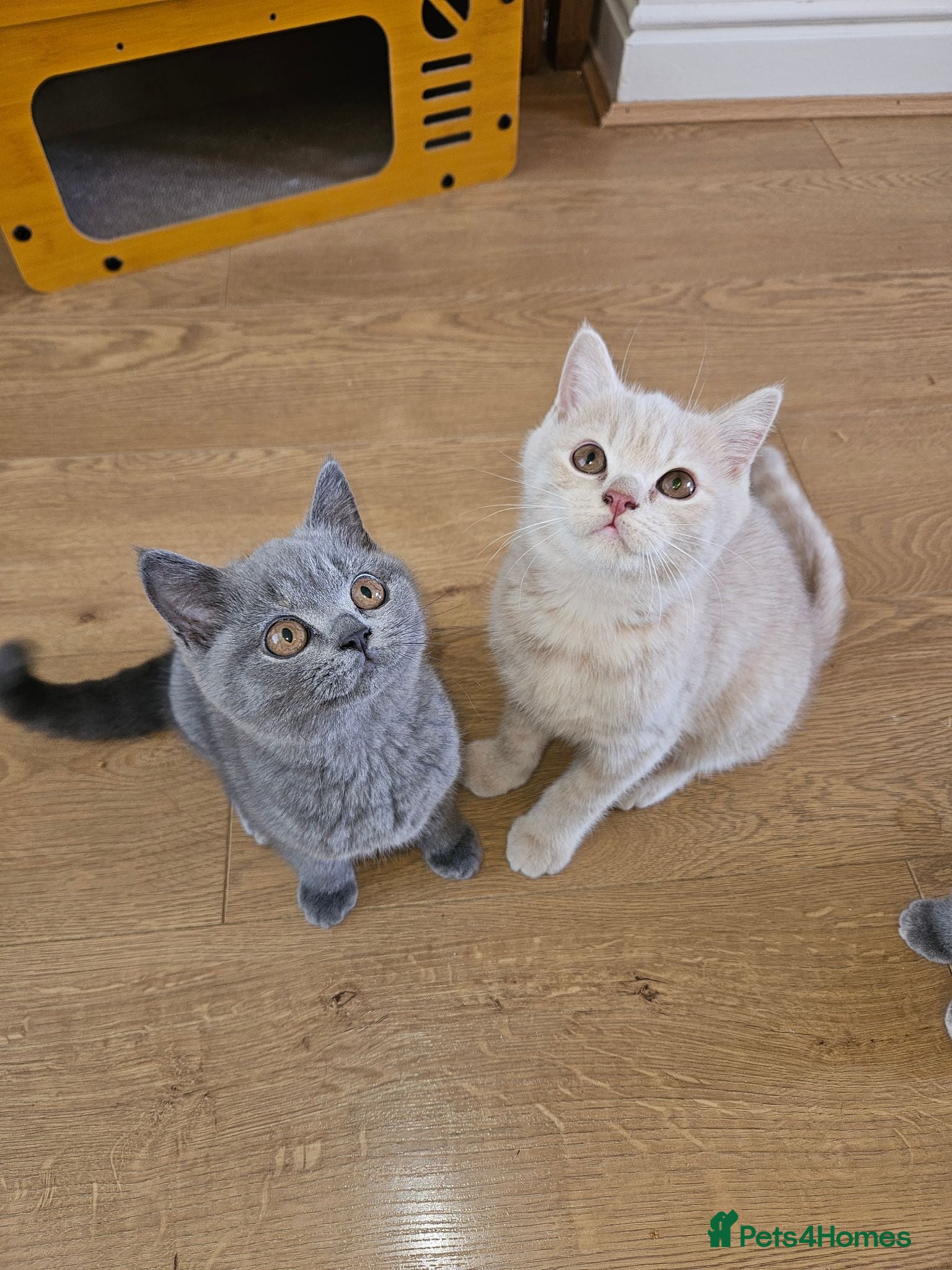 British Shorthair cats Ready now! Champion lines British Shorthair   - Advert 10