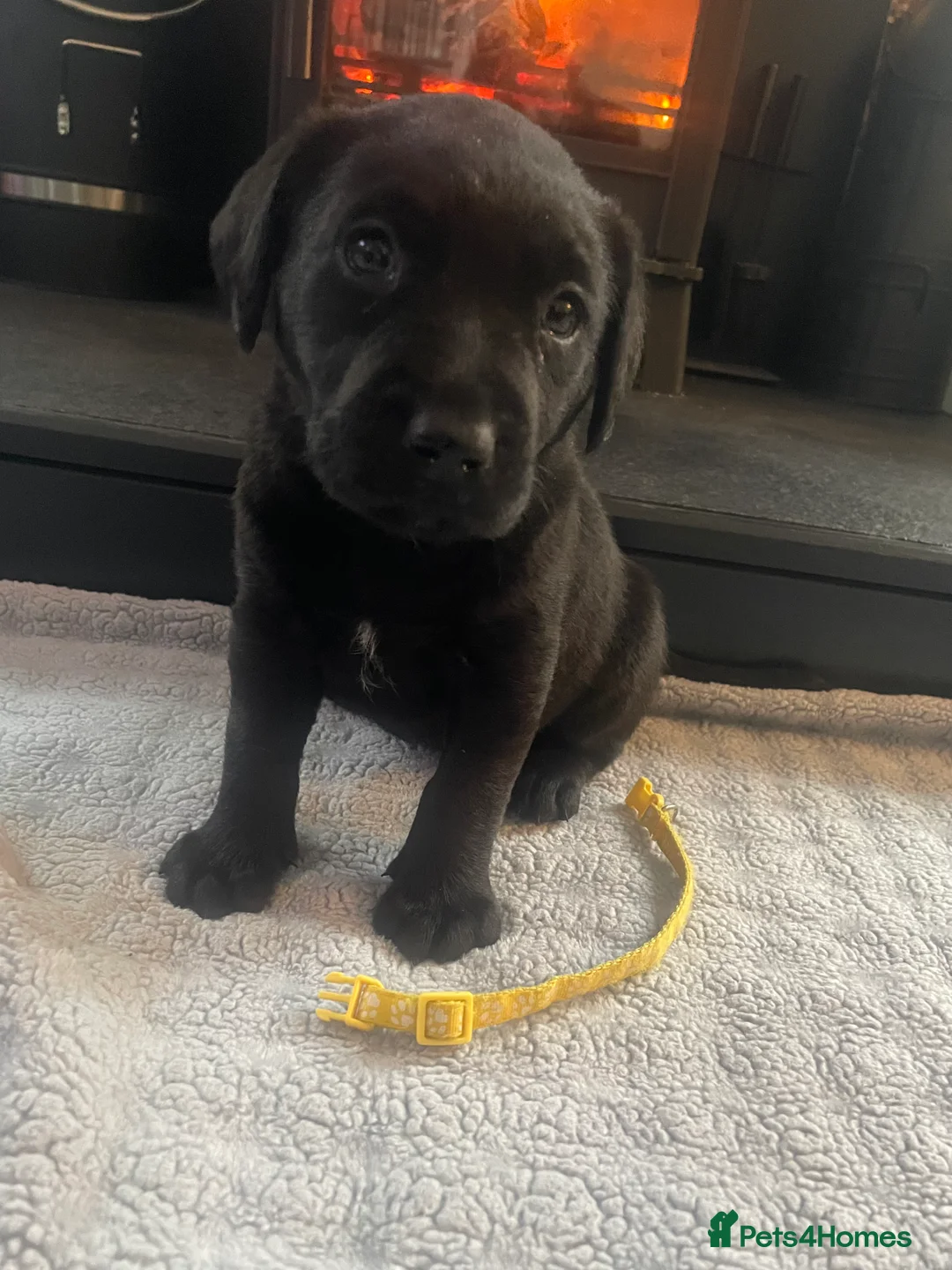 Labrador Retriever dogs for sale: Labrador puppies looking for their forever homes  - Advert 14