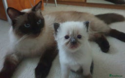 Ragdoll cats for sale: 4 beautiful ragdoll kittens for sale - Oxford - Image 24