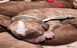 Cavapoo dogs for sale: 5⭐️Licensed+DNA tested+Vet Checked - Image 18