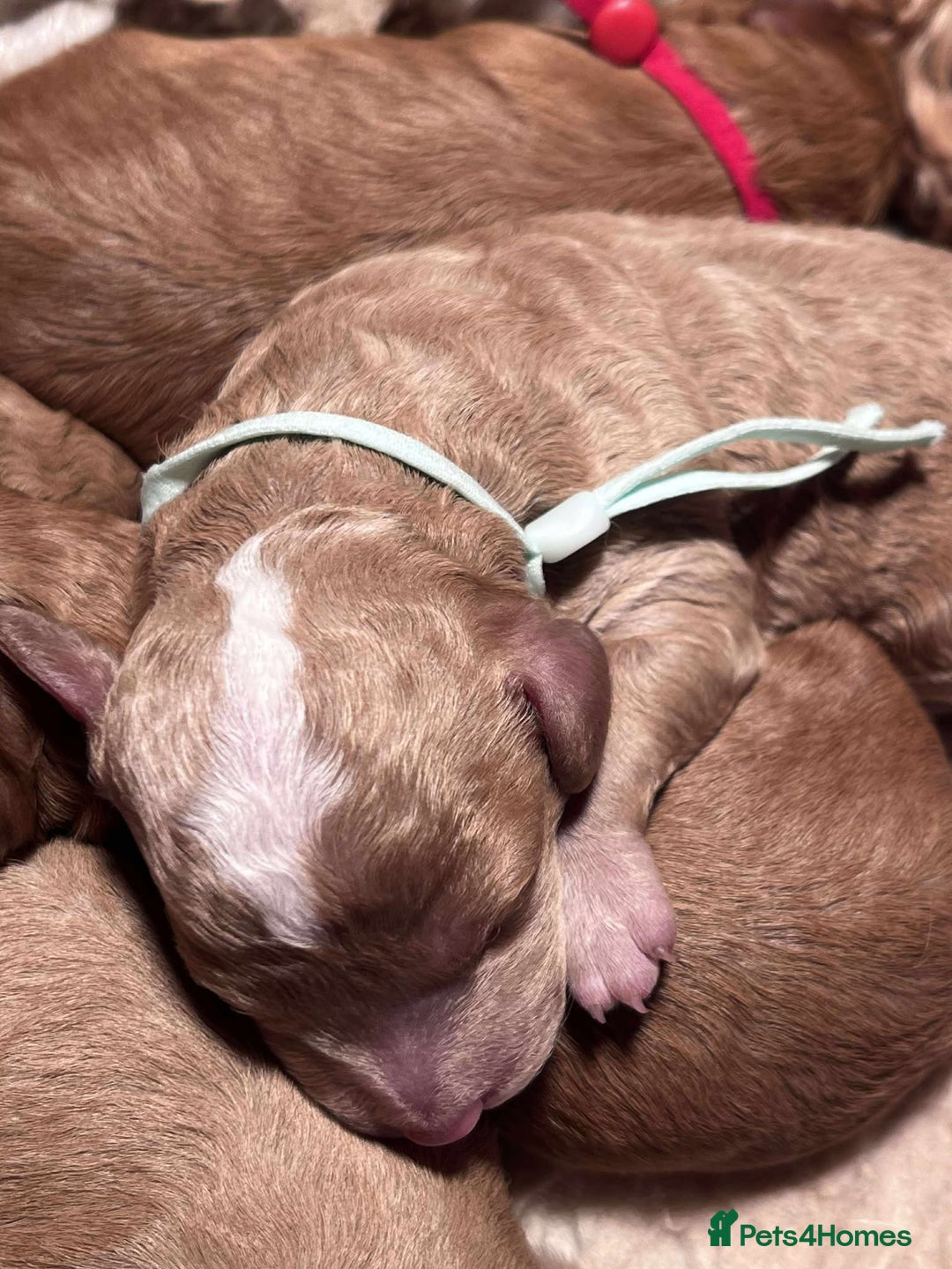 Cavapoo dogs for sale: 5⭐️Licensed+DNA tested+Vet Checked - Image 18