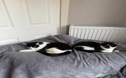 Mixed Breed cats for sale: Luna, Salum & Nova & Pixie - Image 2