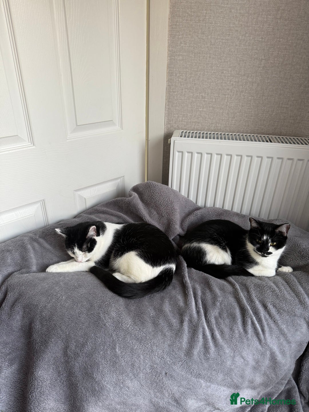 Mixed Breed cats for sale: Luna, Salum & Nova & Pixie - Image 2