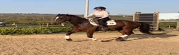 Irish Sports horses for sale: Fantastic opportunity to produce  - Advert 3