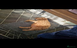 Cockapoo dogs for sale: Adorable red f1b toy cockapoos  - Advert 4