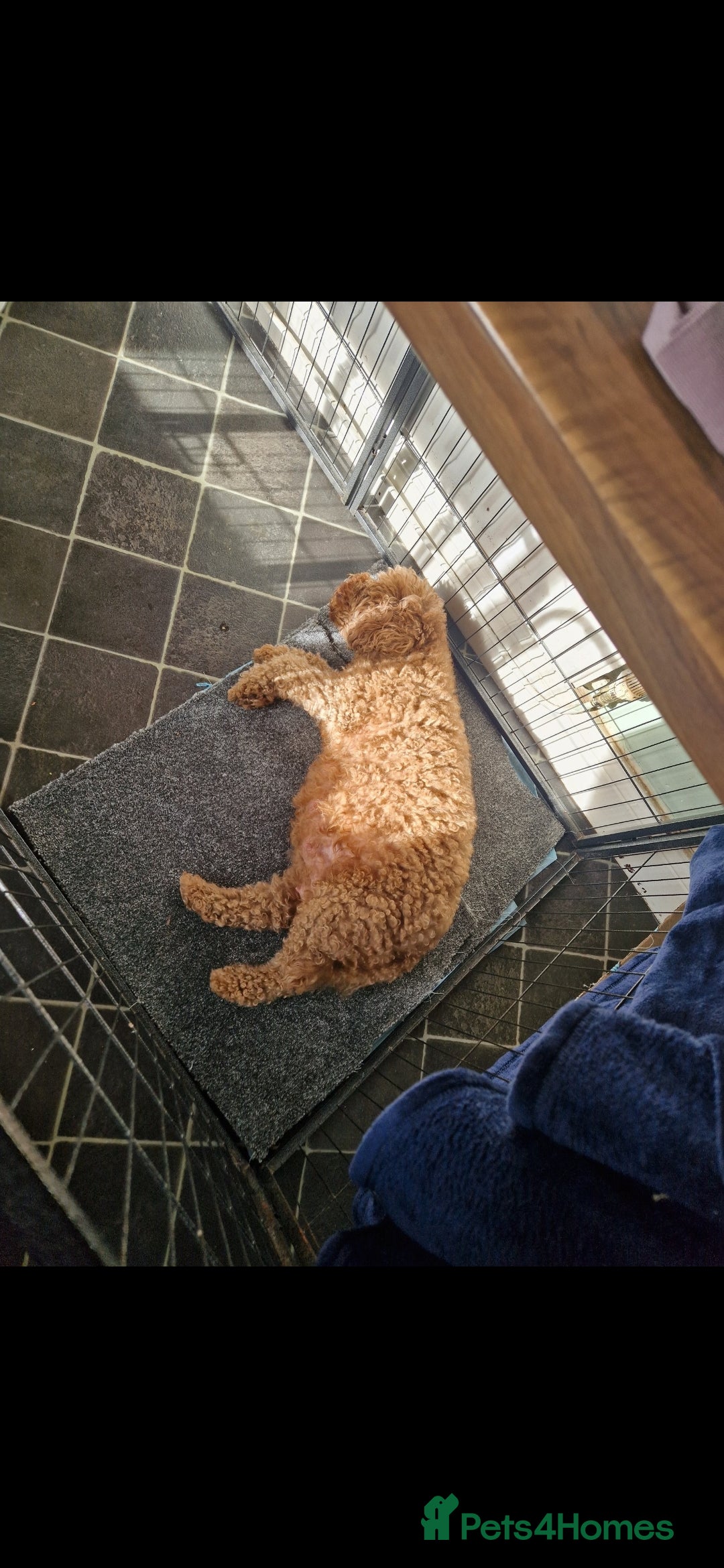 Cockapoo dogs for sale: Adorable red f1b toy cockapoos  - Advert 4