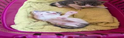 Mixed Breed cats for sale: Half persian - Advert 8