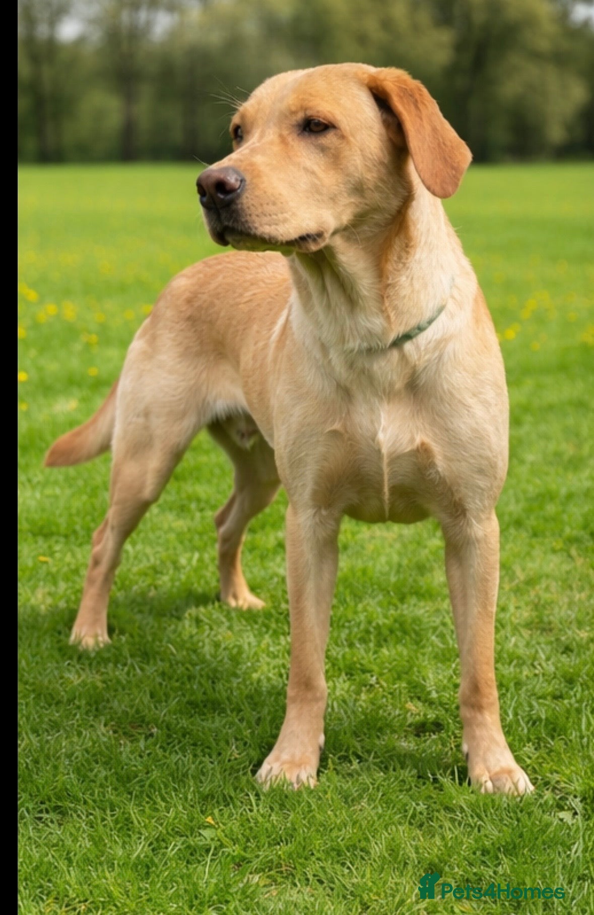 Labrador Retriever dogs Lovely Lottie 🩷 - Advert 3