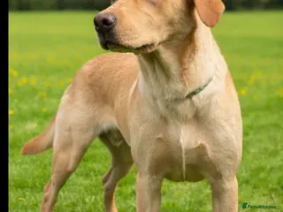 Labrador Retriever dogs Lovely Lottie 🩷 - Advert 3