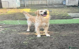 Golden Retriever dogs for stud: Beautiful Golden Retriever Stud  in London - Image 1