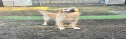 Golden Retriever dogs for stud: Proven Beautiful Golden Retriever Stud  in London - Advert 1