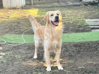 Golden Retriever dogs in London - Advert 6