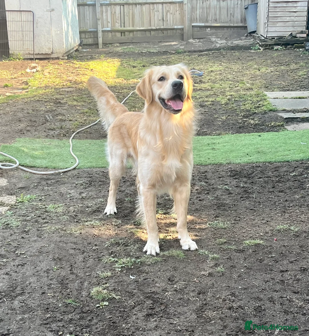Golden Retriever dogs for stud: Proven Beautiful Golden Retriever Stud  in London - Advert 1