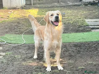 Golden Retriever dogs Proven Beautiful Golden Retriever Stud in London - Advert 8