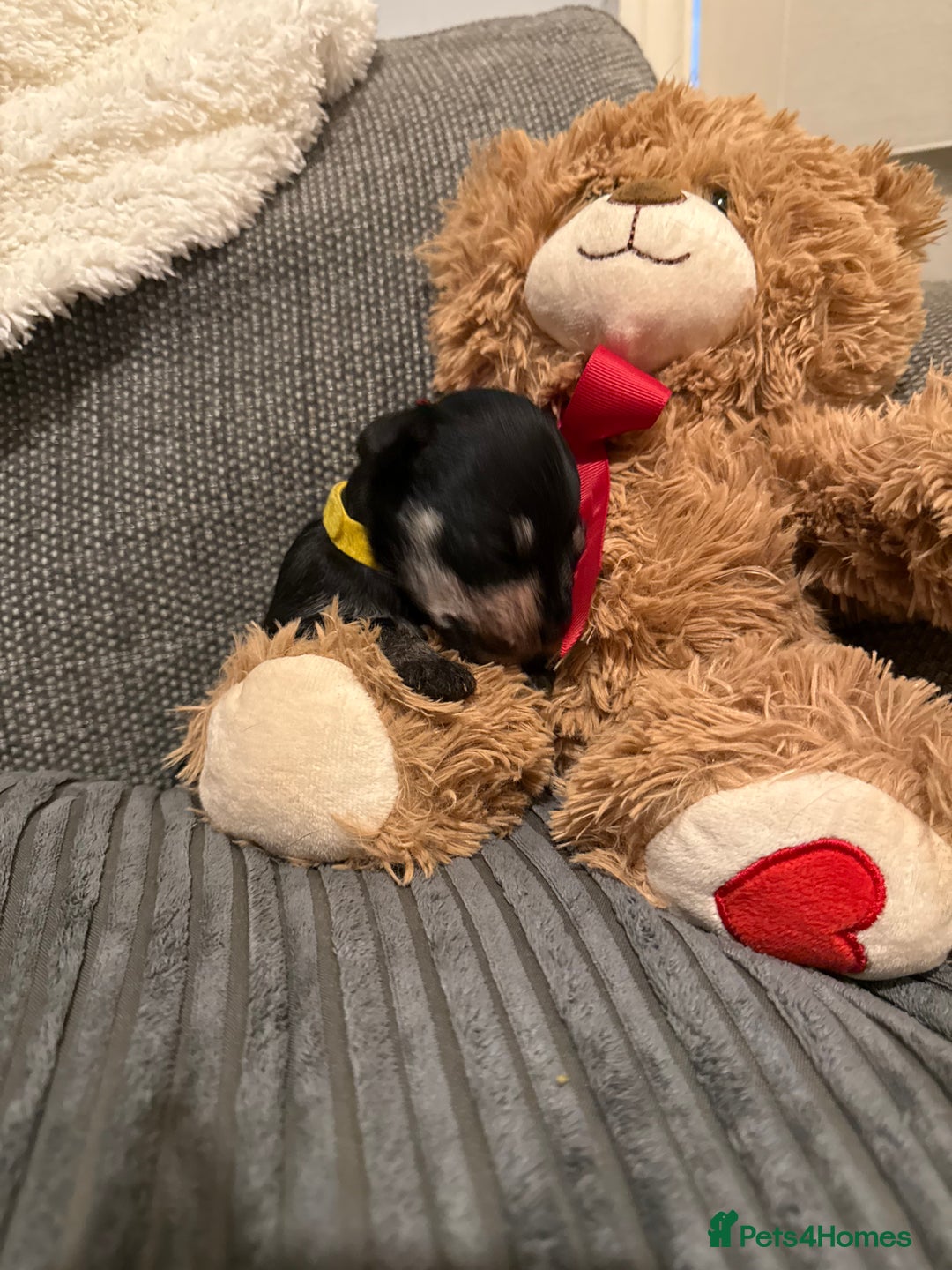 Mixed Breed dogs for sale: Reduced  last boy ! Miniature schnauzer/schnoodle  in Hull - Image 10
