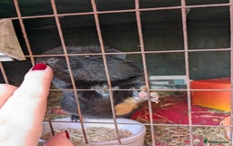 Guinea Pig rodents for sale: Teddy guinea pig boars available now  - Image 9