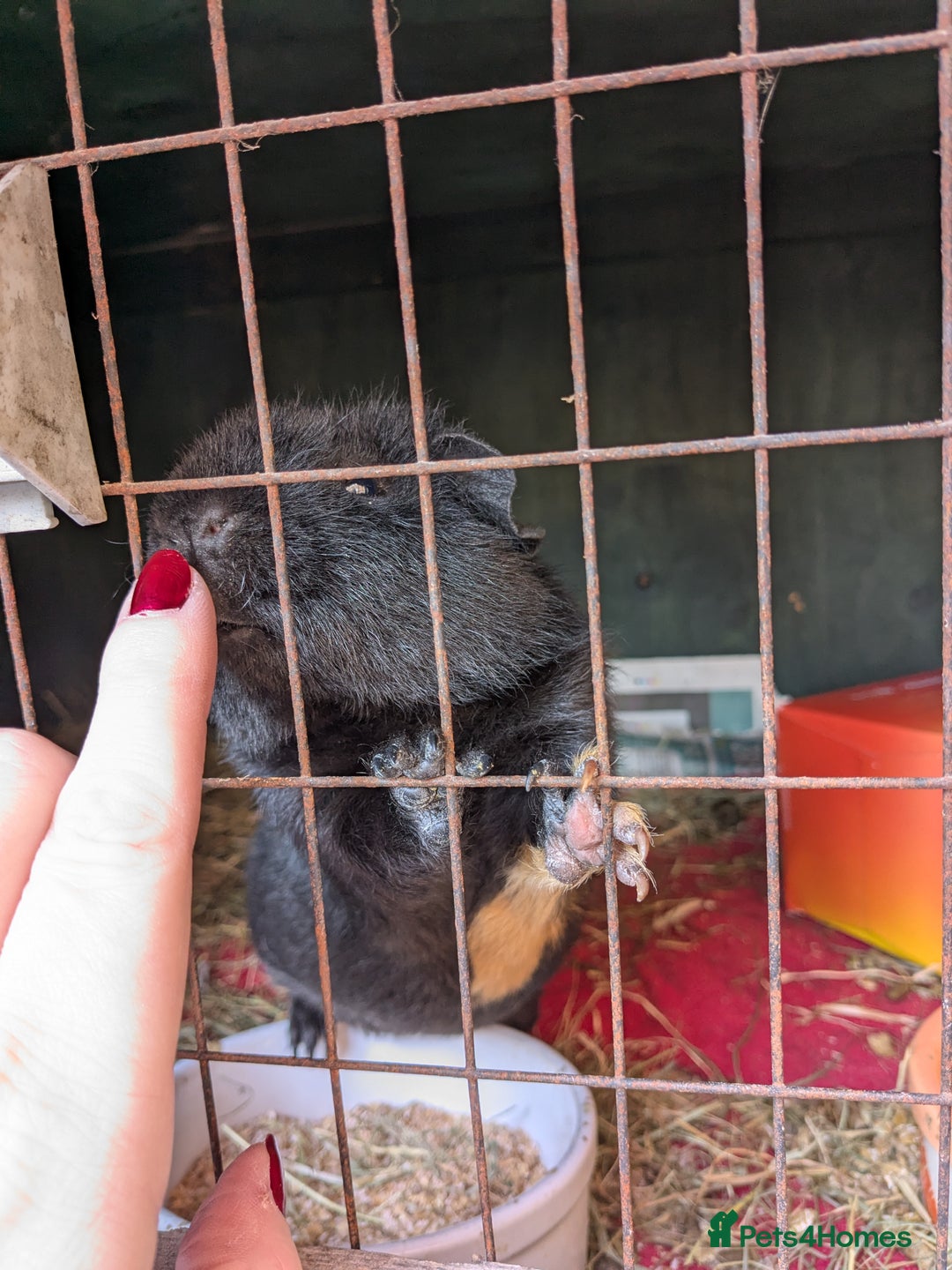 Guinea Pig rodents for sale: Teddy guinea pig boars available now  - Image 9