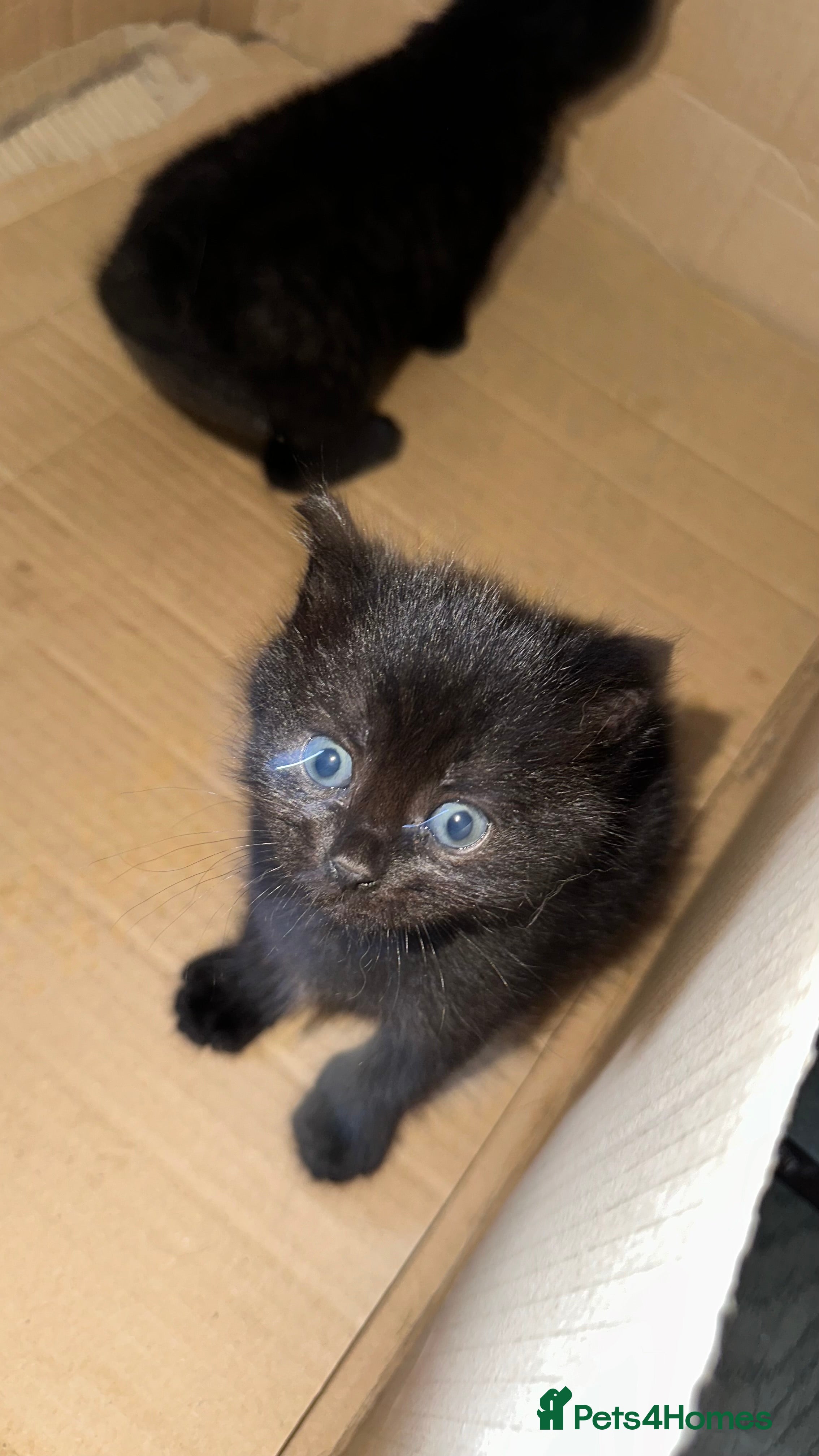 Mixed Breed cats Cuddly Kittens (Ready to Go) - Advert 1