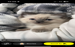 Ragdoll cats for sale: Ragdoll kittens - Image 3