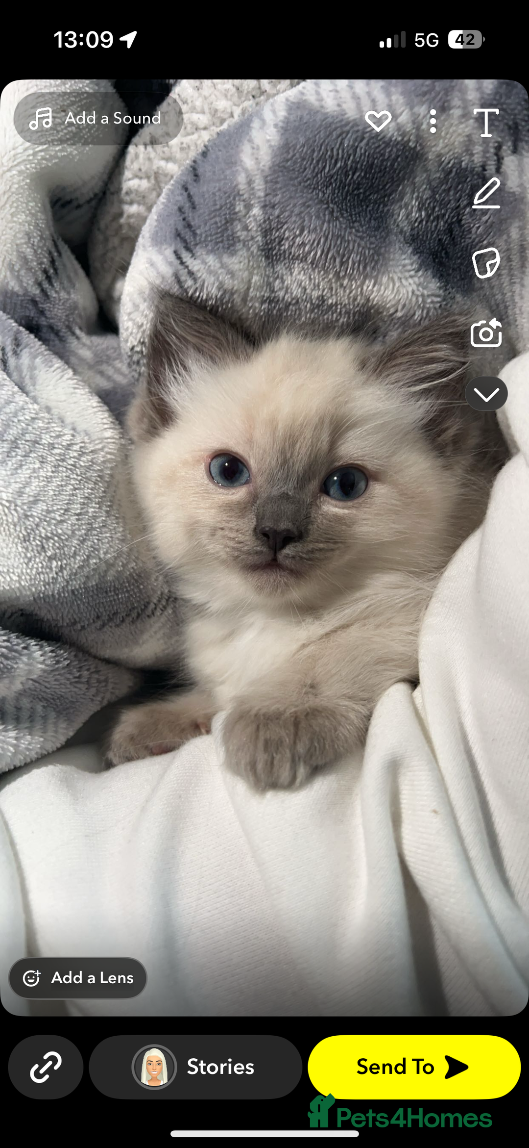 Ragdoll cats for sale: Ragdoll kittens - Image 3
