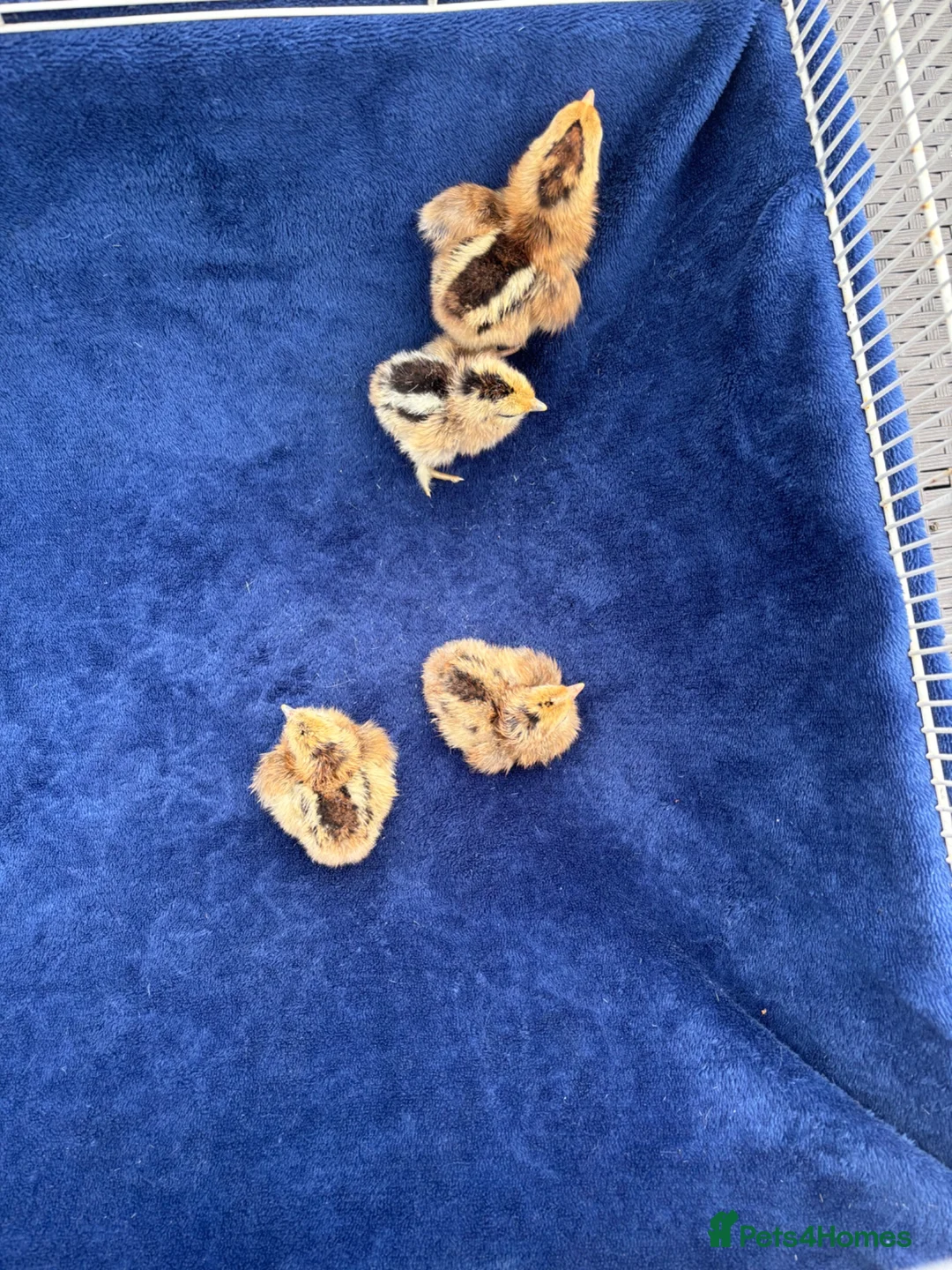 Chickens poultry for sale: Day old chicks 🥰 - Advert 2