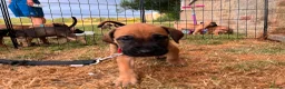 Presa Canario dogs for sale: Presa Canario Puppies Availale  - Advert 13