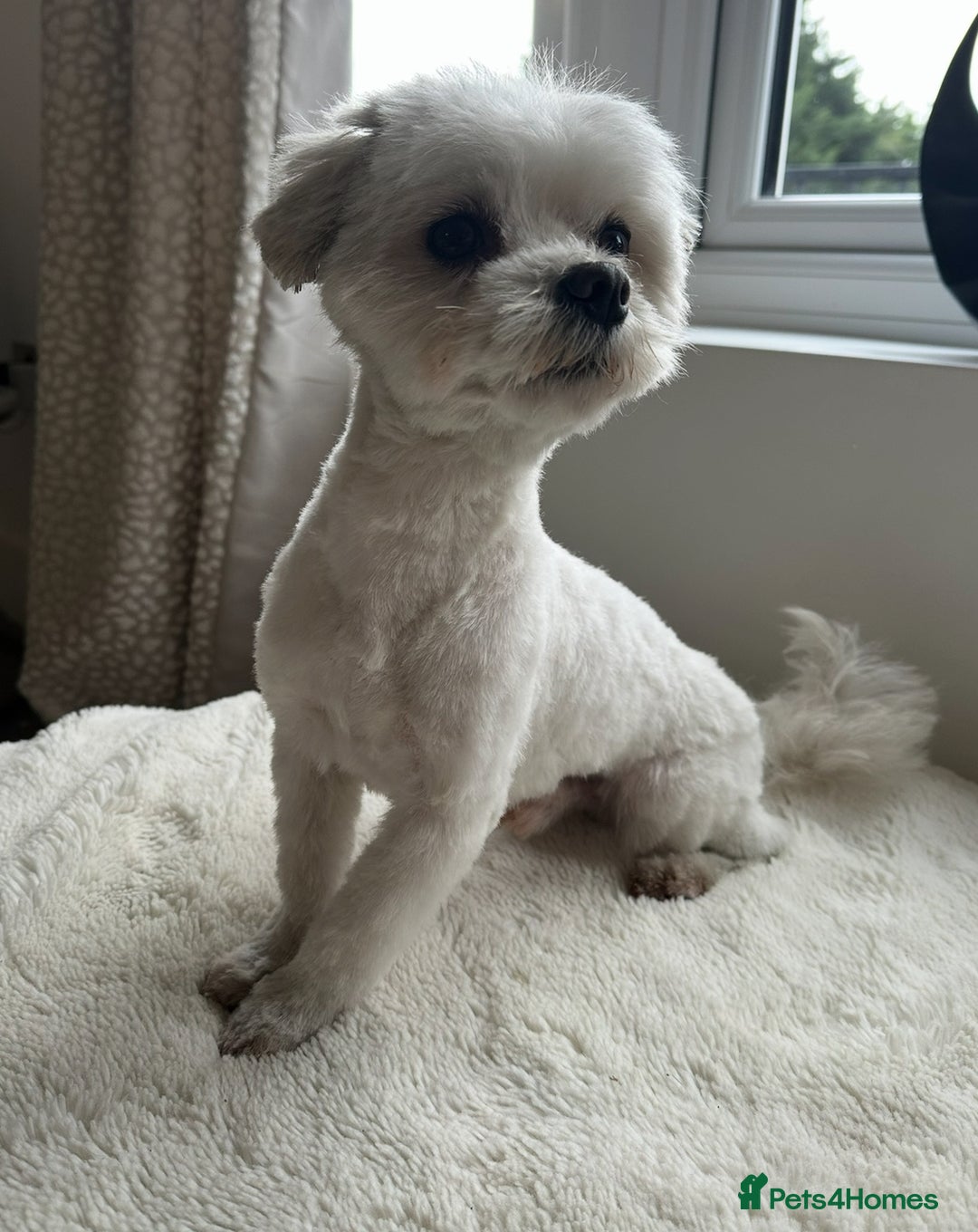 Maltese dogs for stud: *** EXPERIENCED MALTESE STUD*** - Advert 6