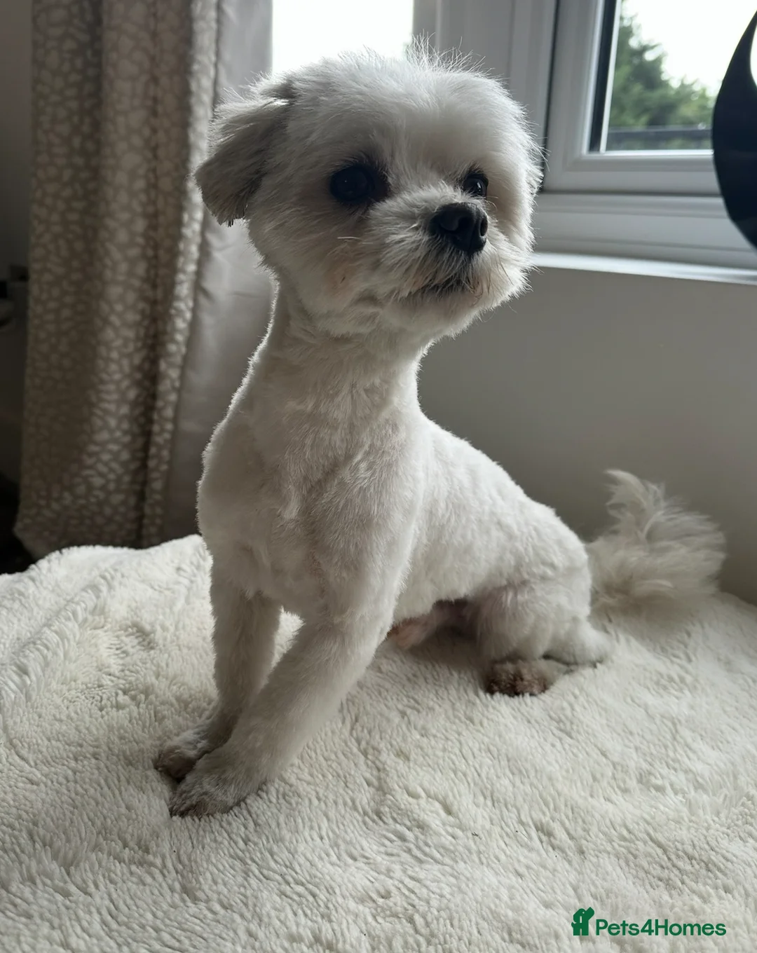 Maltese dogs for stud: *** EXPERIENCED MALTESE STUD*** - Advert 6