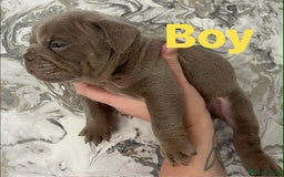 English Bulldog dogs for sale: Isabella and tri English bulldog puppy’s  - Image 4