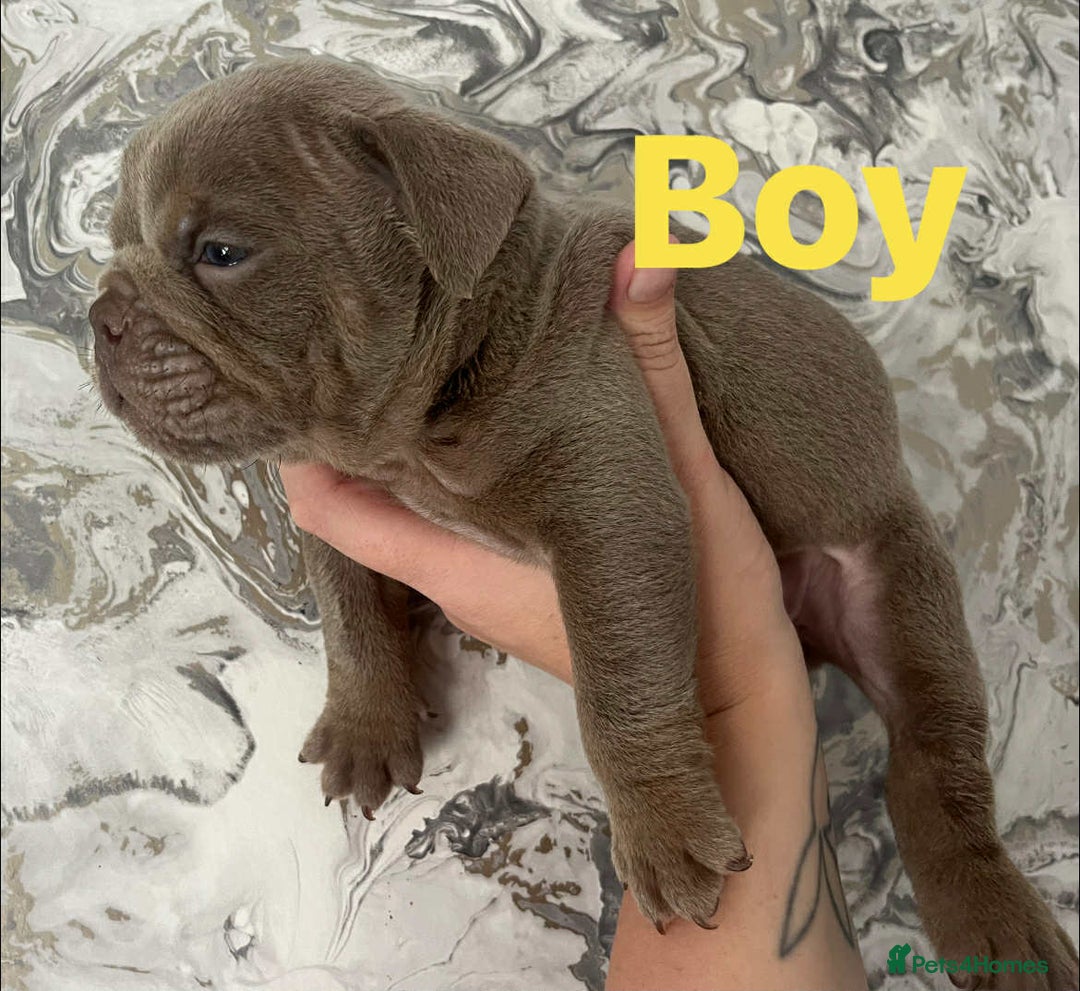 English Bulldog dogs for sale: Isabella and tri English bulldog puppy’s  - Image 4