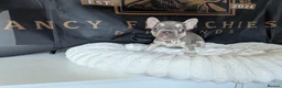 French Bulldog dogs for sale: ⭐️Gorgeous French Bulldog Puppies⭐️ - Advert 16