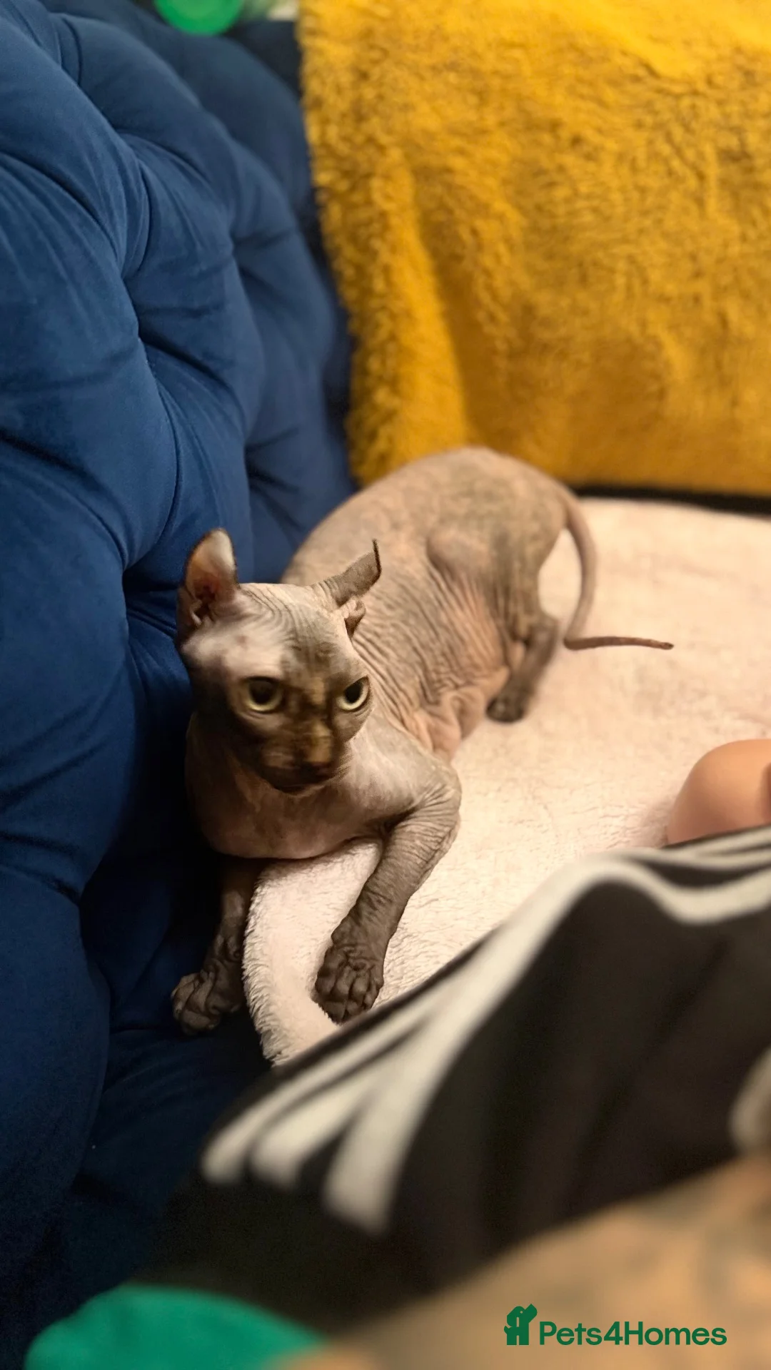 Sphynx cats for sale: 6 beautiful females  in King's Lynn - Advert 2