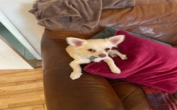 Chihuahua dogs for sale: 6 month old lovable puppy - Image 2