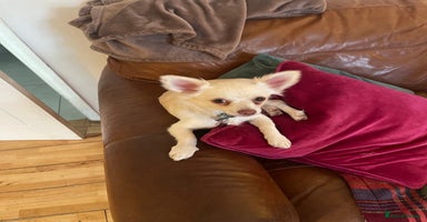 Chihuahua dogs - Advert 7