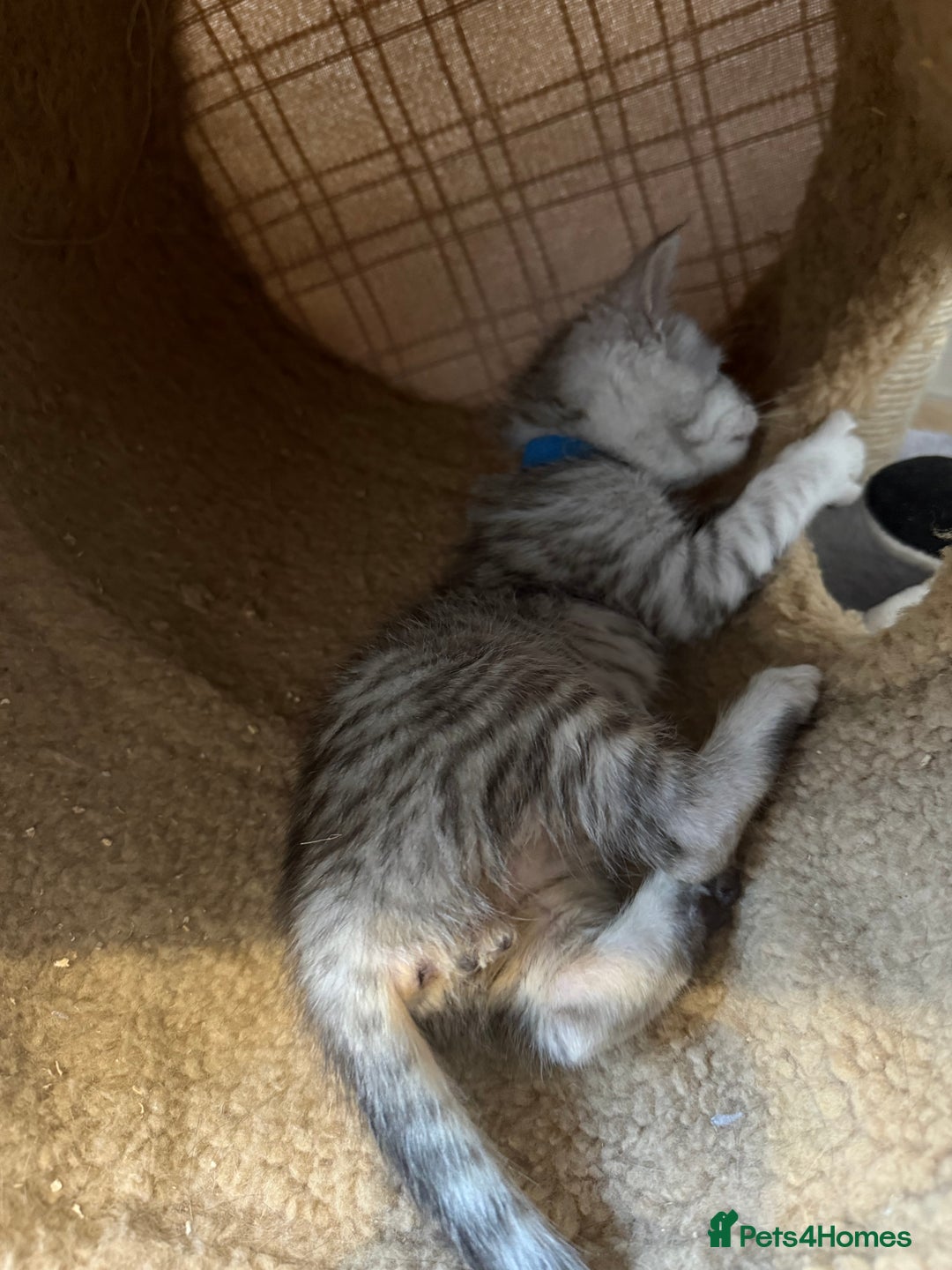 Mixed Breed cats for sale: Maine Coon x Savannah Kittens - Advert 34