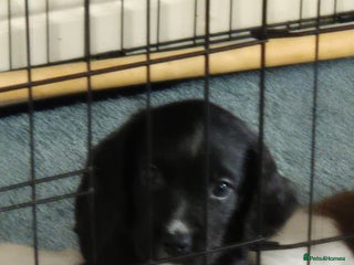 Sprocker dogs - Advert 31