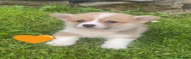 Welsh Corgi Pembroke 6