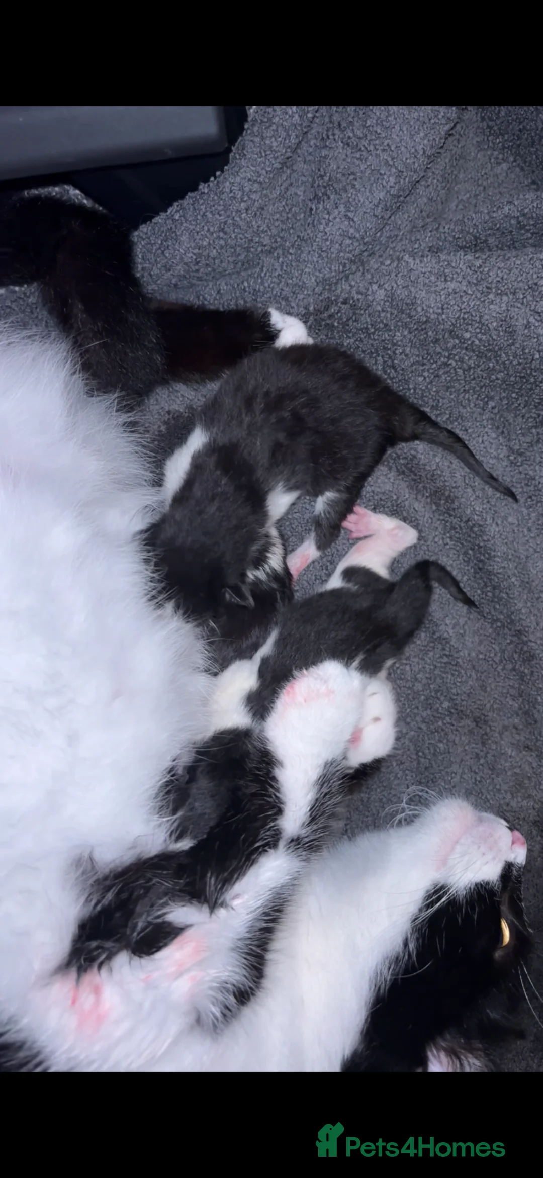 Mixed Breed cats for sale: Gorgeous kittens - Advert 6