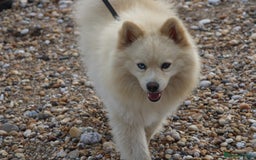 Pomsky dogs for sale: Pomsky looking for new home - Image 2