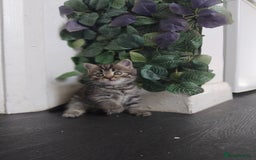 Persian cats for sale: 3 Stunning Female Kittens for Sale  - Image 2