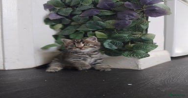 Persian cats - Advert 10