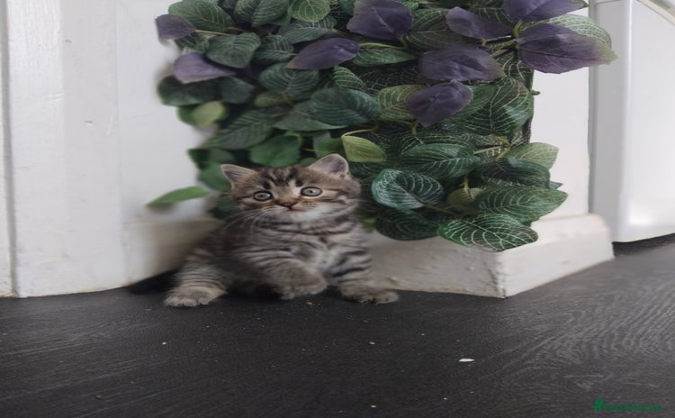 Persian cats - Advert 4