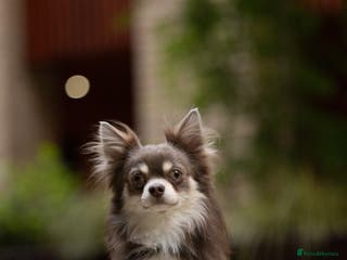 Chihuahua dogs Chihuahua boy for stud (long hair, rare color) - Advert 1